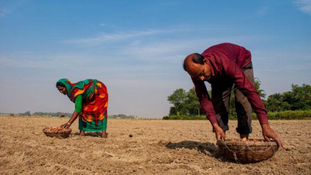 Husband and wife plant potato seeds in West Bengal, India